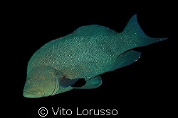 Fish by Vito Lorusso 